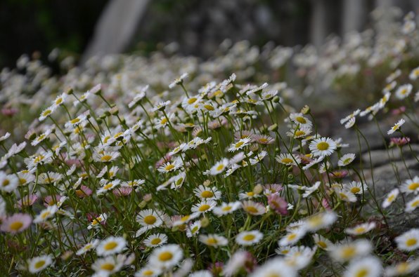 DSC_0037