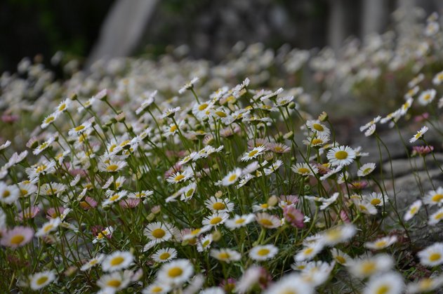 DSC_0037